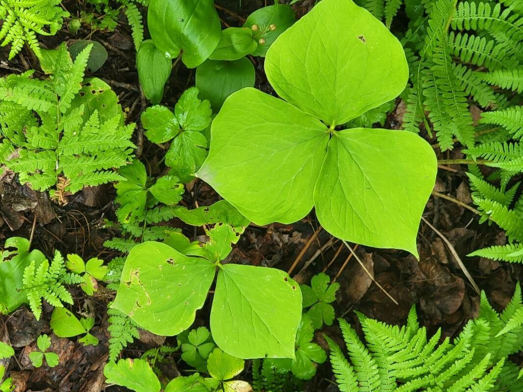 Trillium flexipes — search result for 'Trillium'