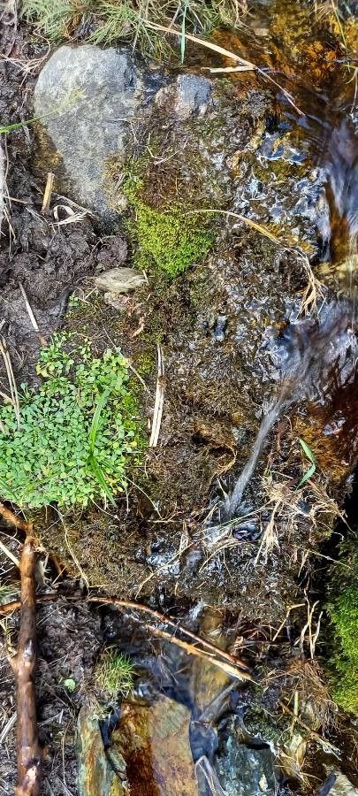 Mentha requienii habit
