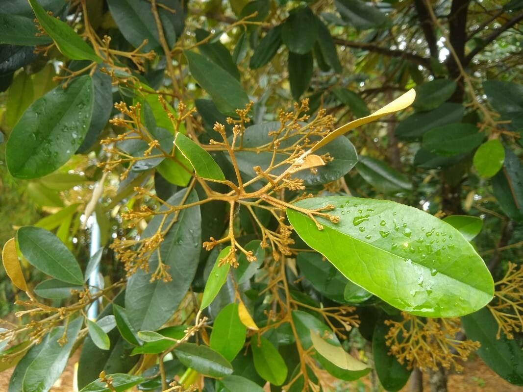 Quadrella odoratissima flower