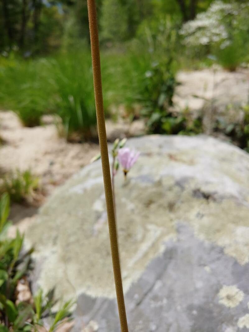 Dodecatheon meadia bark
