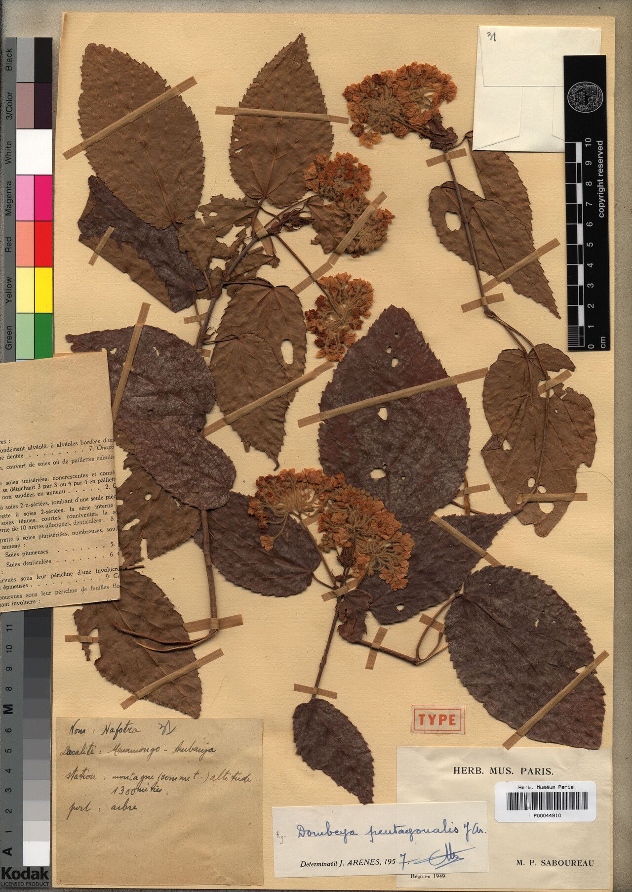 Dombeya pentagonalis — houseplant care guide