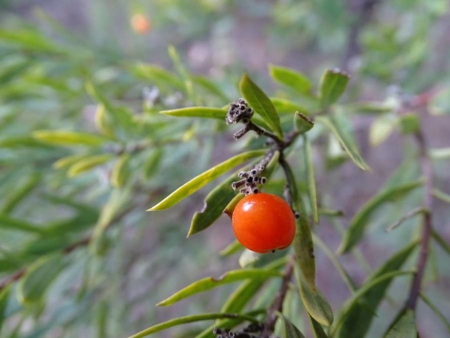Daphne gnidium fruit