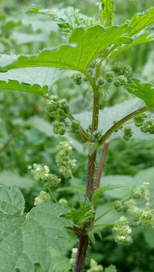 Urtica pilulifera flower