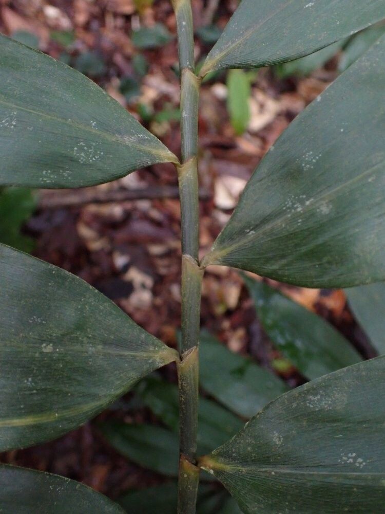 Guaduella densiflora — related species from the same genus
