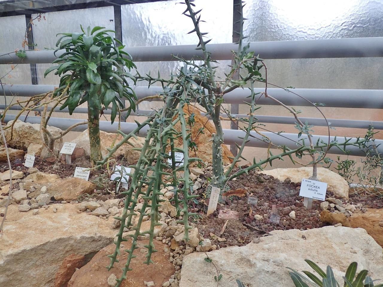 Adenia globosa habit