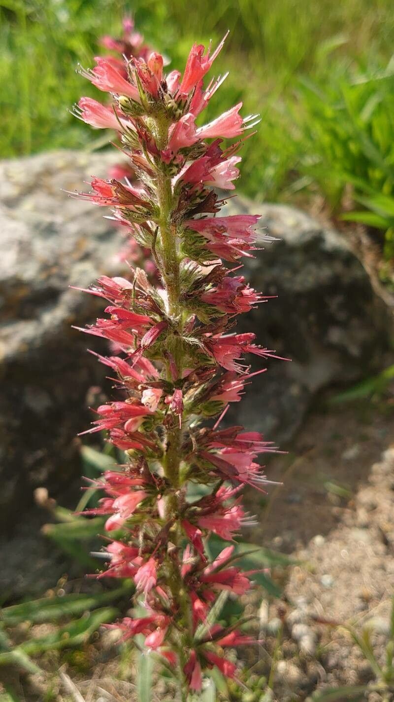 Pontechium maculatum flower