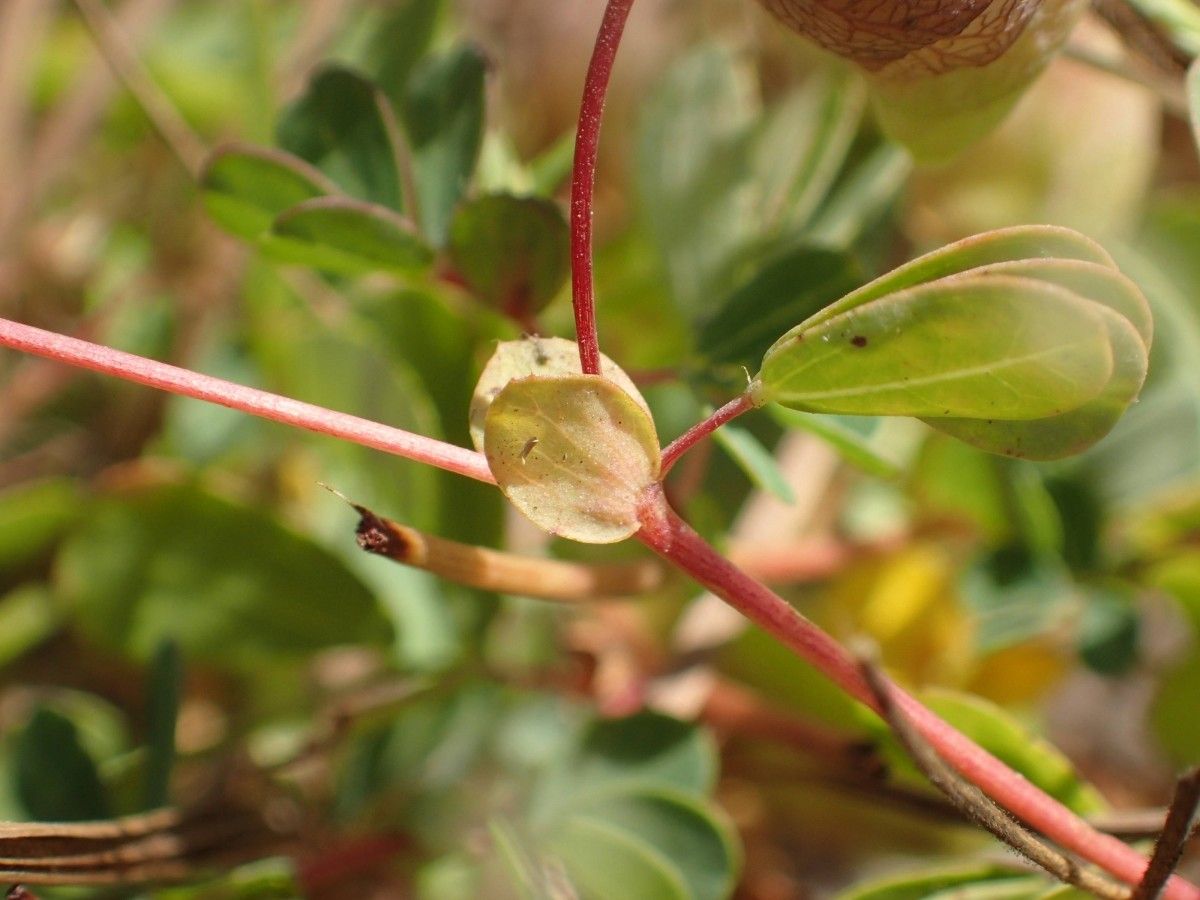 Bryaspis lupulina — related species from the same genus