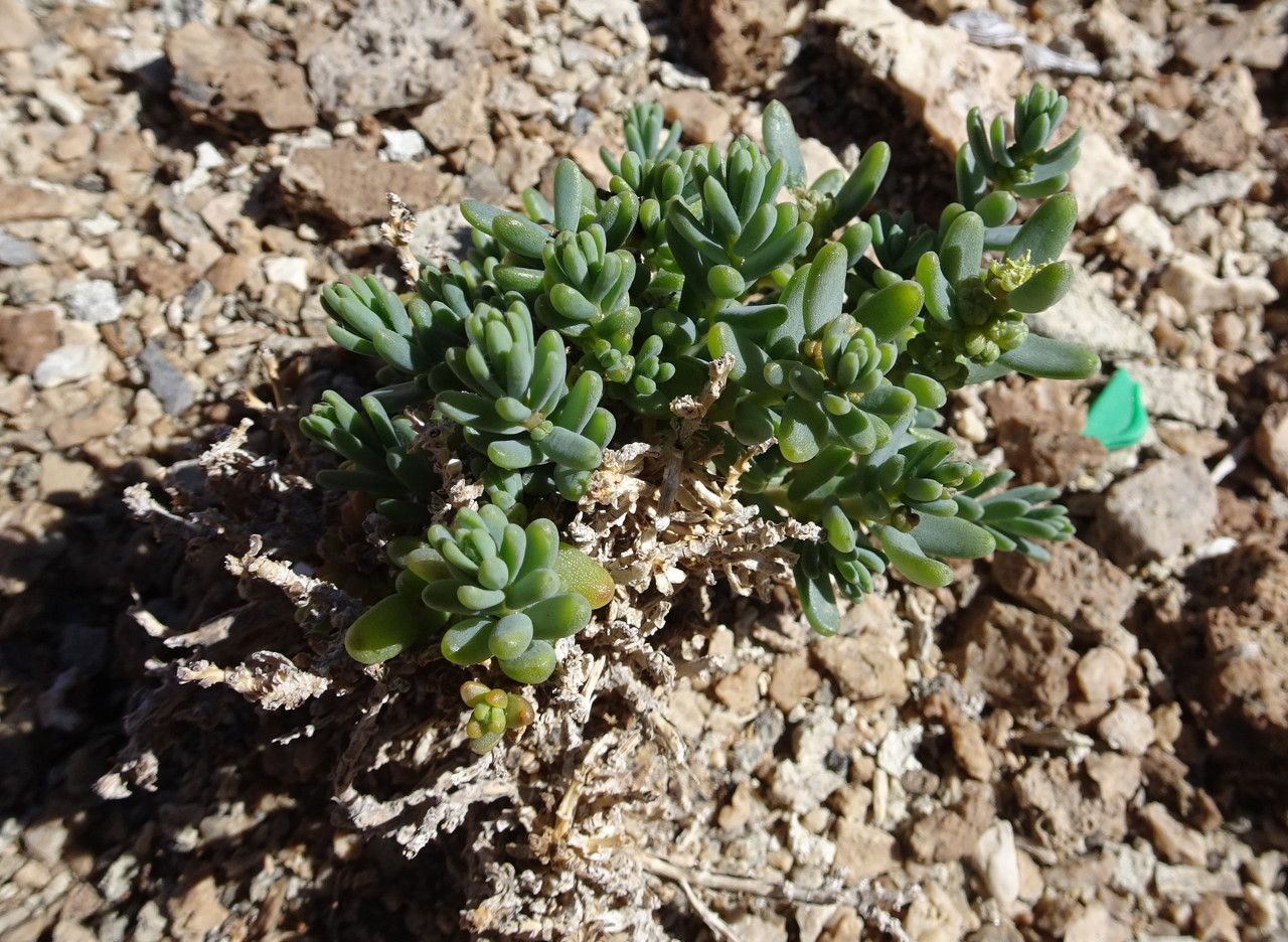 Suaeda foliosa habit