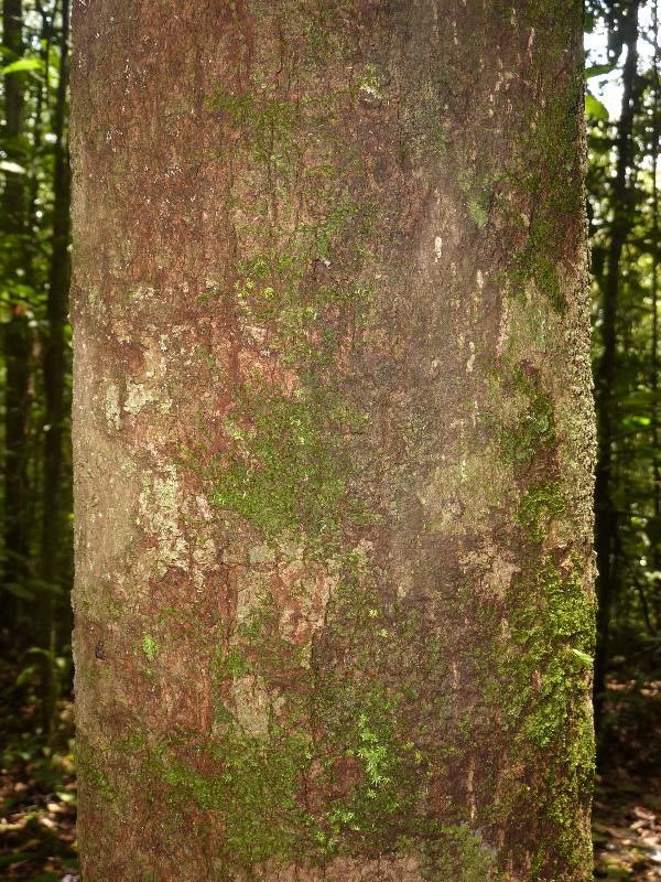 Lecythis confertiflora — related species from the same genus