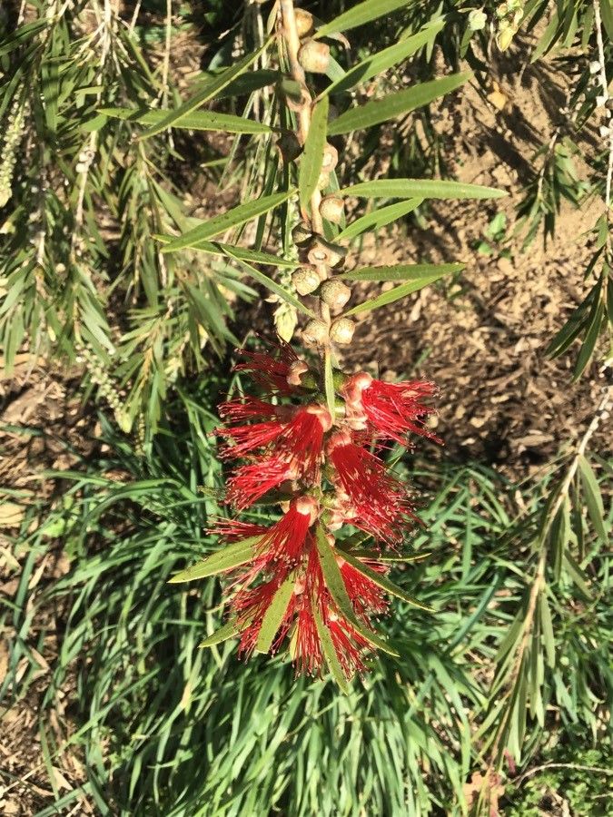 Callistemon viminalis flower