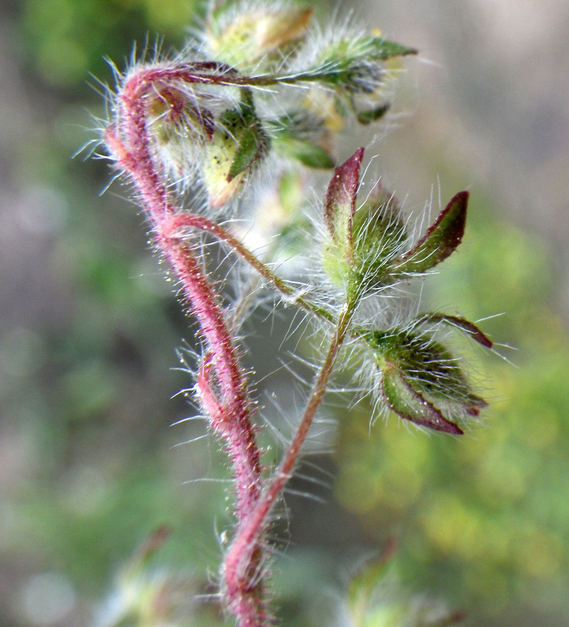 Tuberaria praecox habit