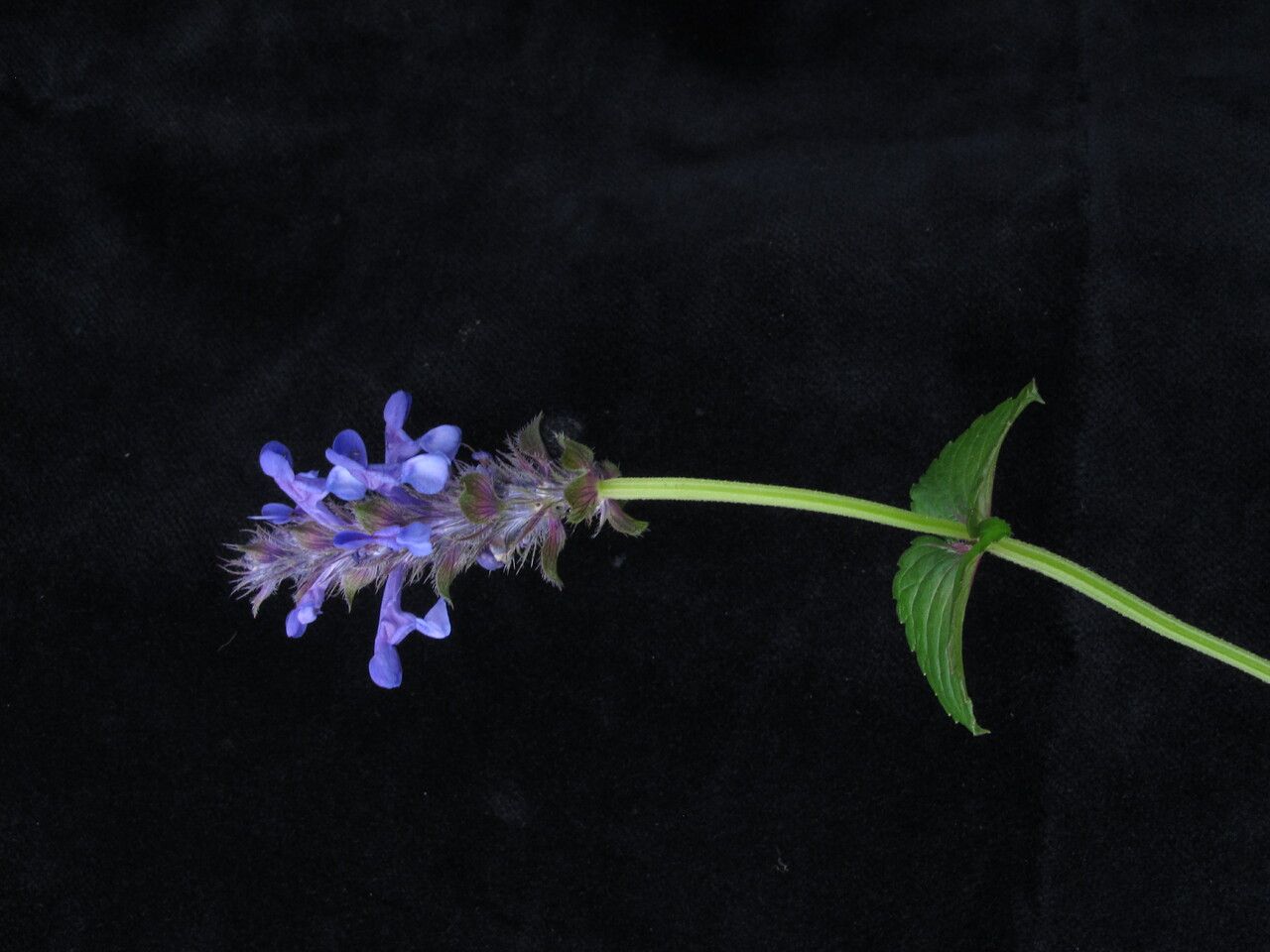 Nepeta coerulescens habit