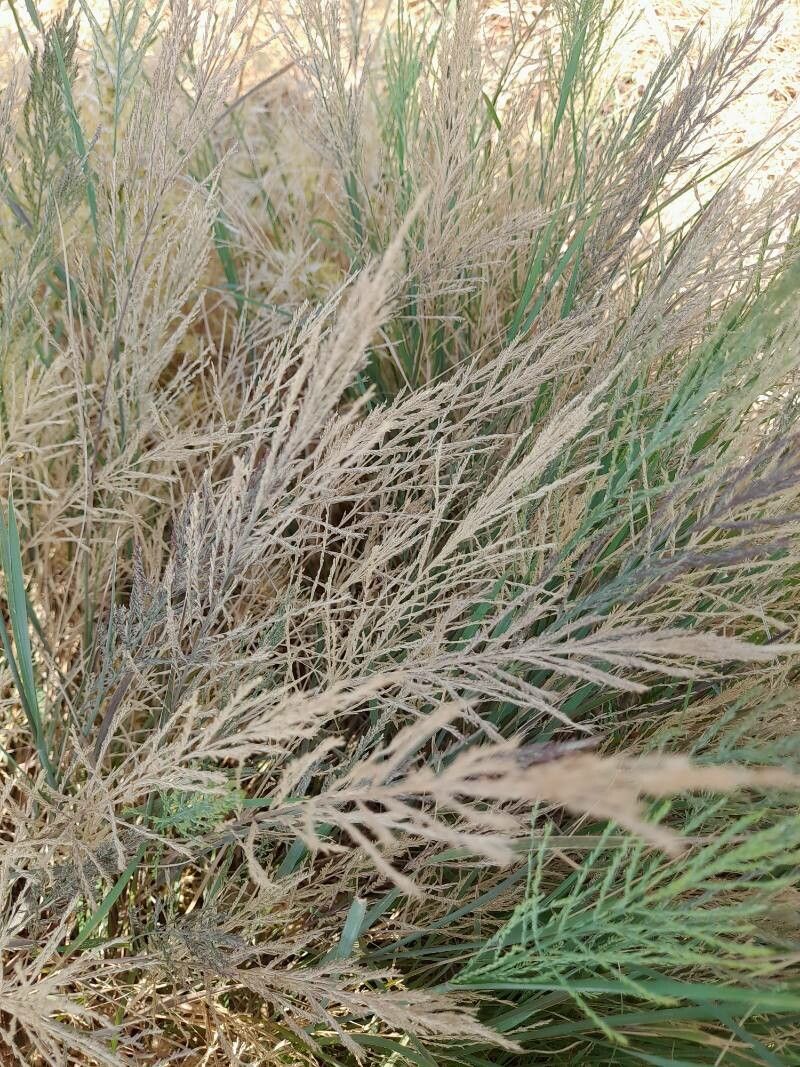 Leptochloa fusca fruit