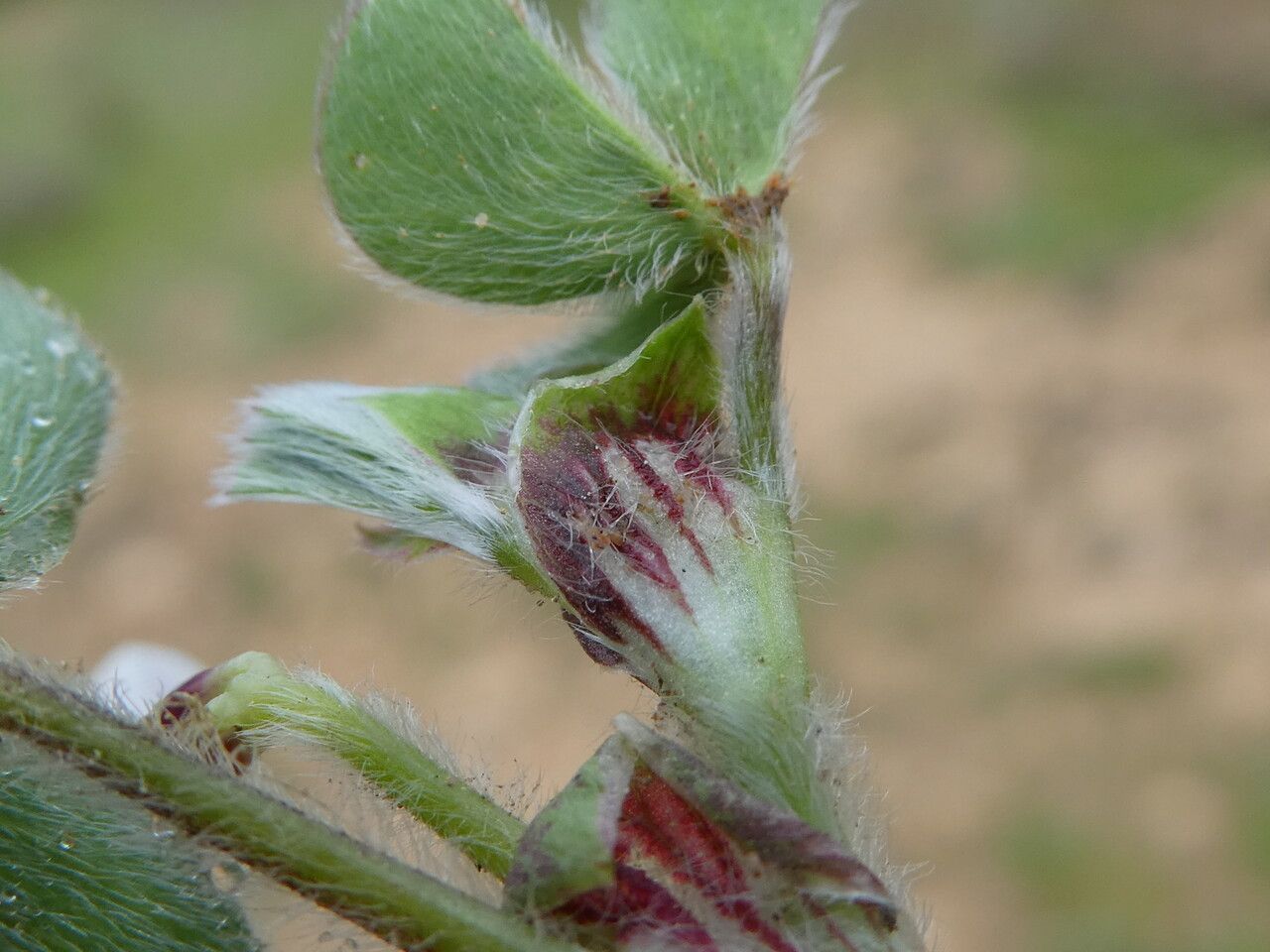 Trifolium subterraneum leaf