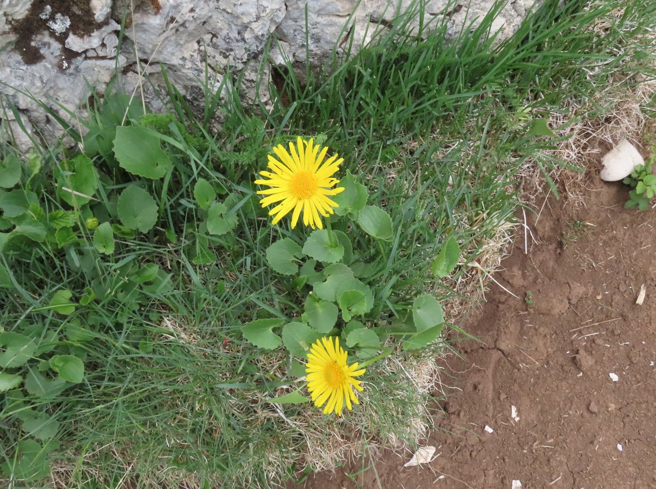 Doronicum columnae habit
