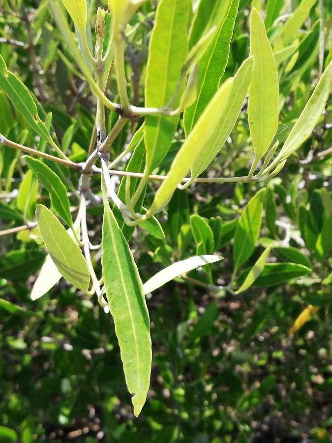 Avicennia germinans — related species from the same genus