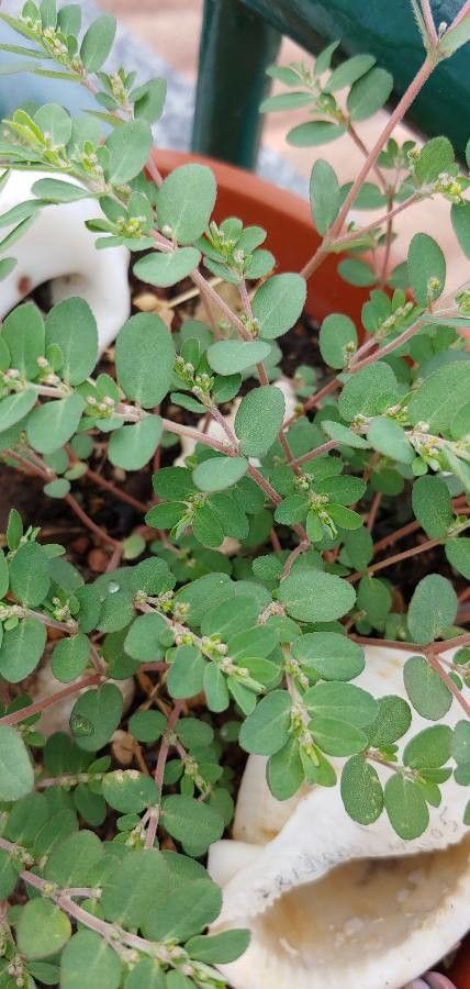 Euphorbia humifusa — houseplant care guide