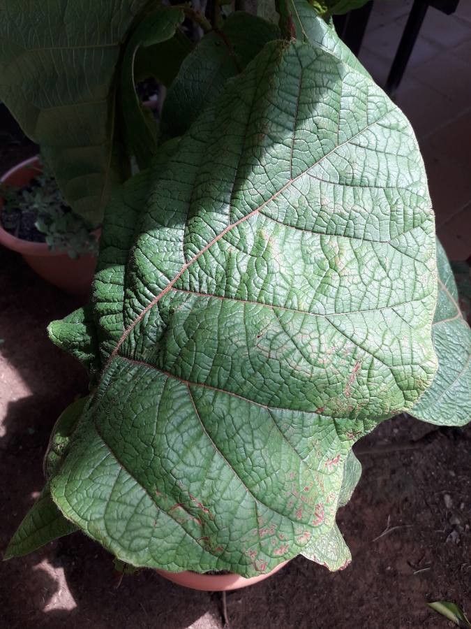 Coccoloba caravellae leaf