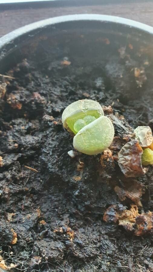 Lithops marmorata habit