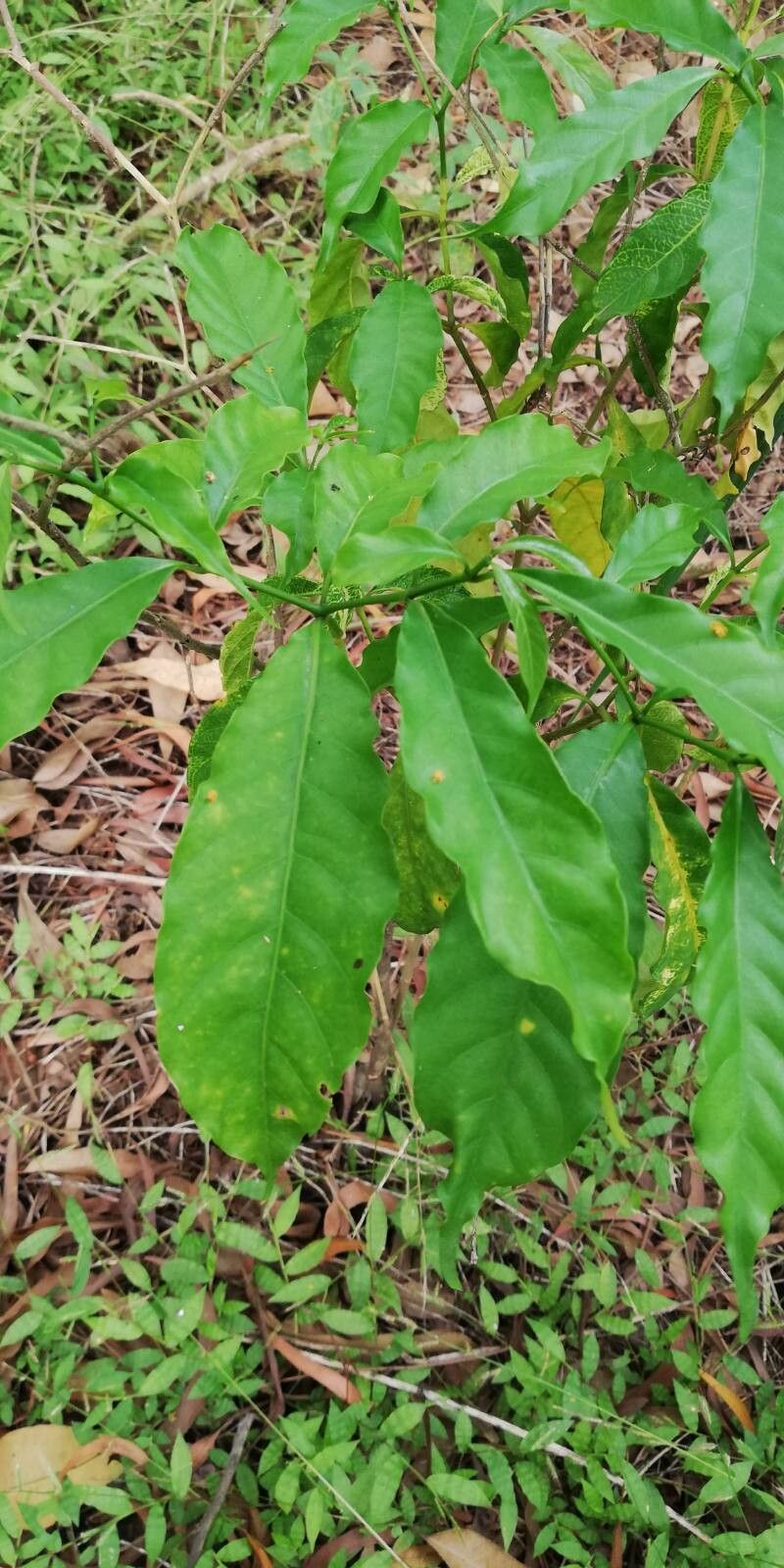 Rauvolfia mannii — search result for 'Rauvolfia'