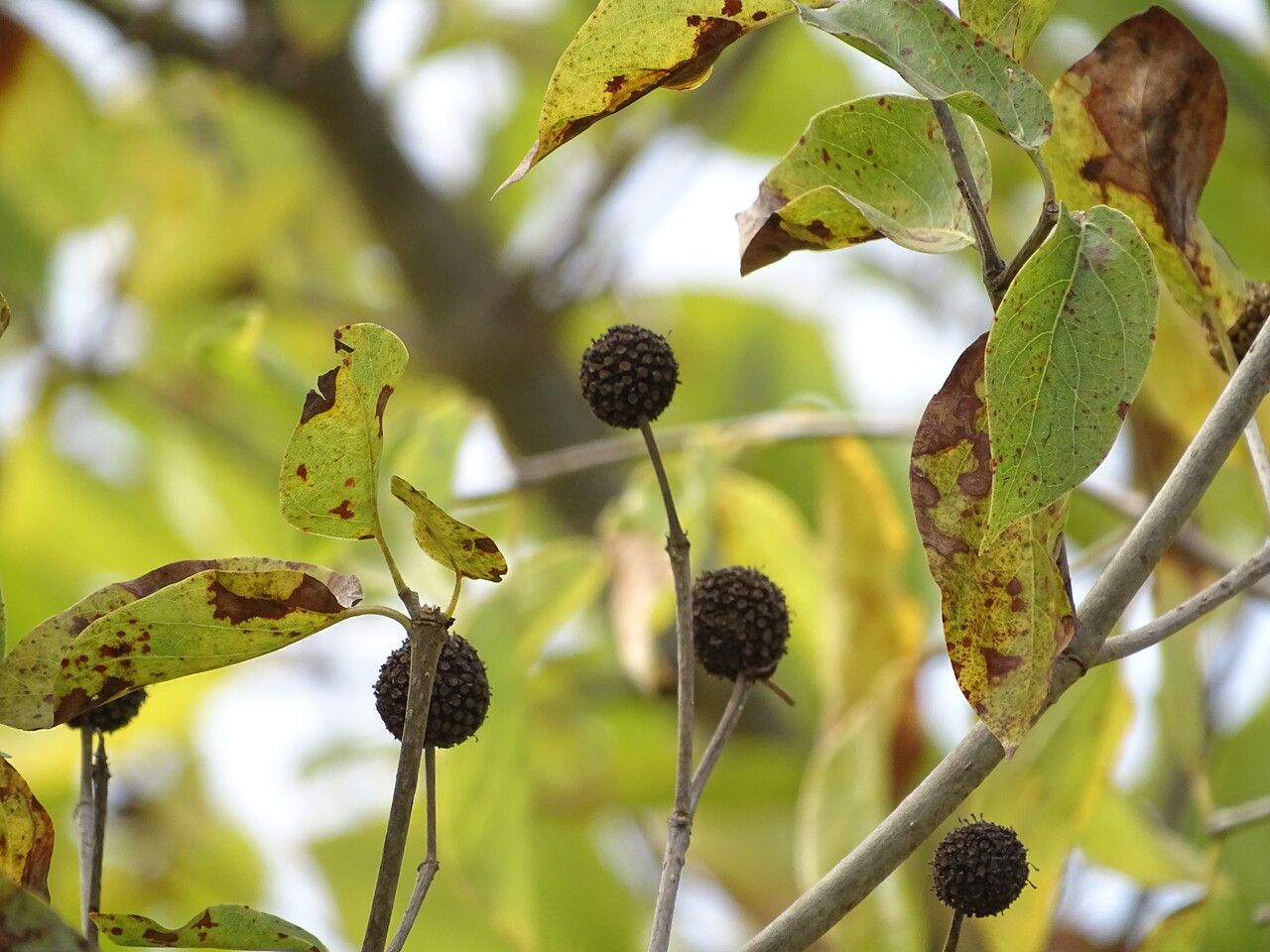 Mitragyna inermis fruit