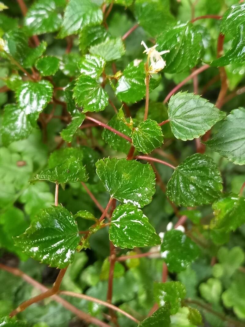 Impatiens bequaertii — houseplant care guide