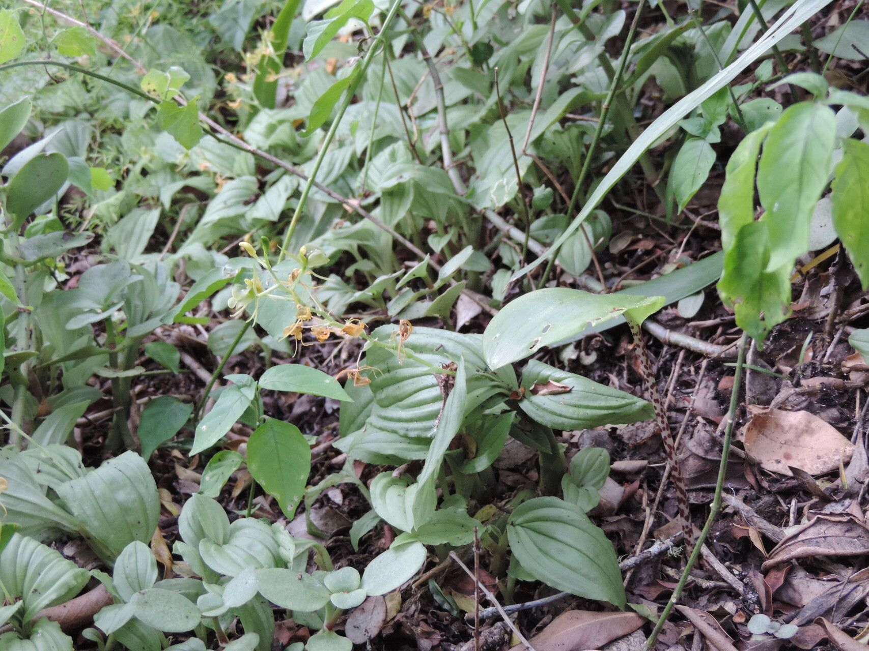 Liparis bowkeri habit