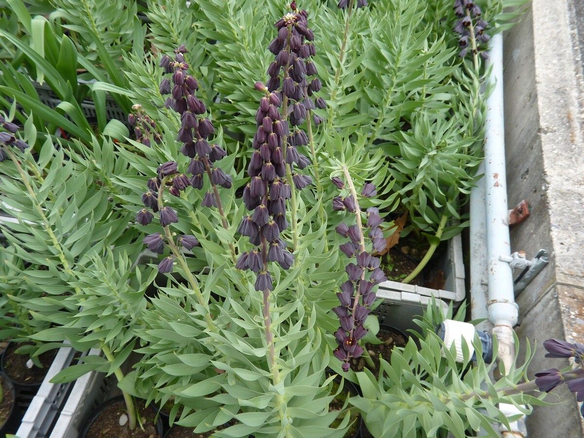 Fritillaria persica habit