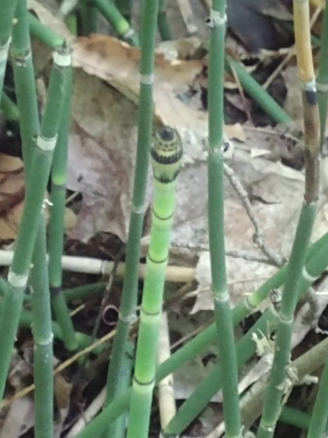 Equisetum laevigatum leaf
