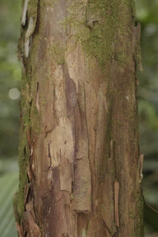 Pouteria decorticans bark