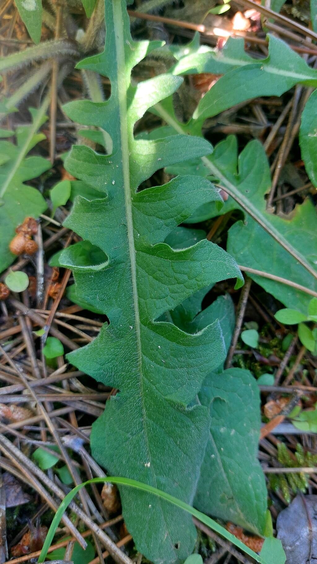 Centaurea hermannii leaf