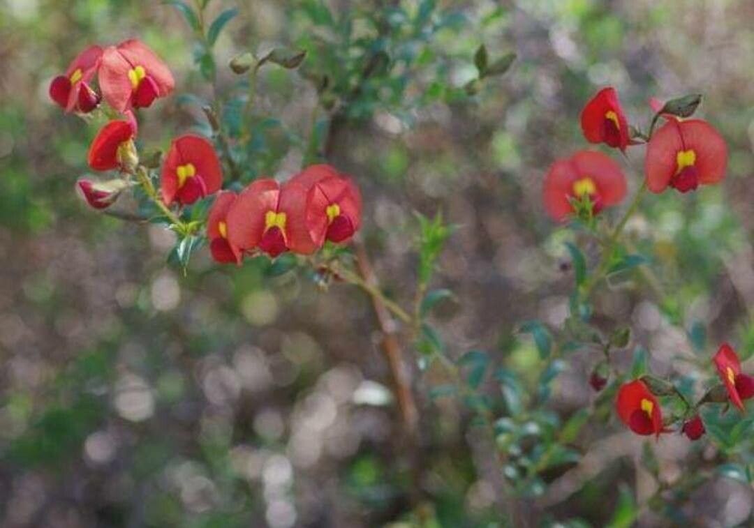Chorizema dicksonii — related species from the same genus