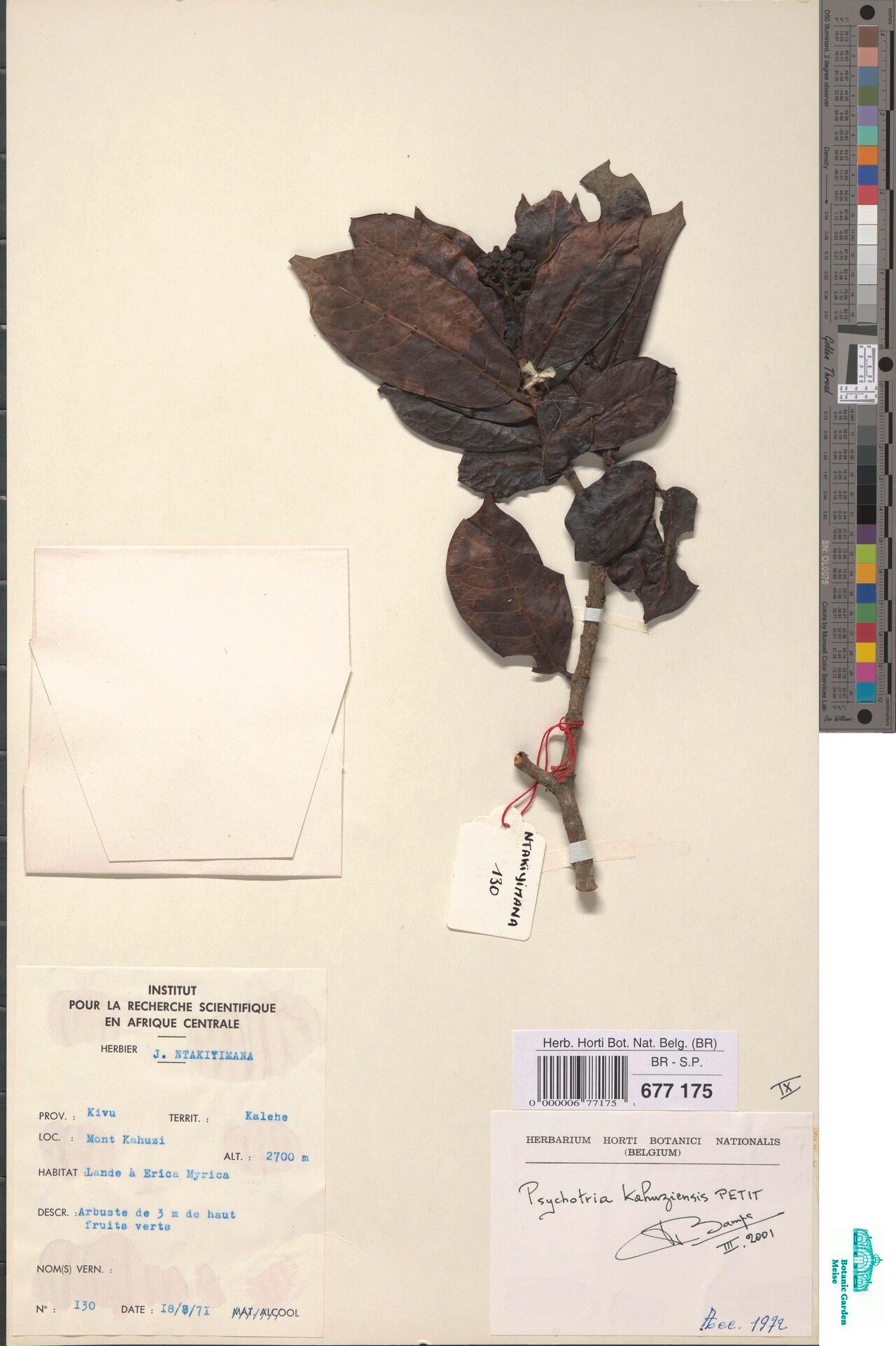 Psychotria kahuziensis — houseplant care guide