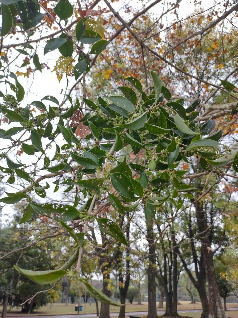Lumnitzera racemosa leaf