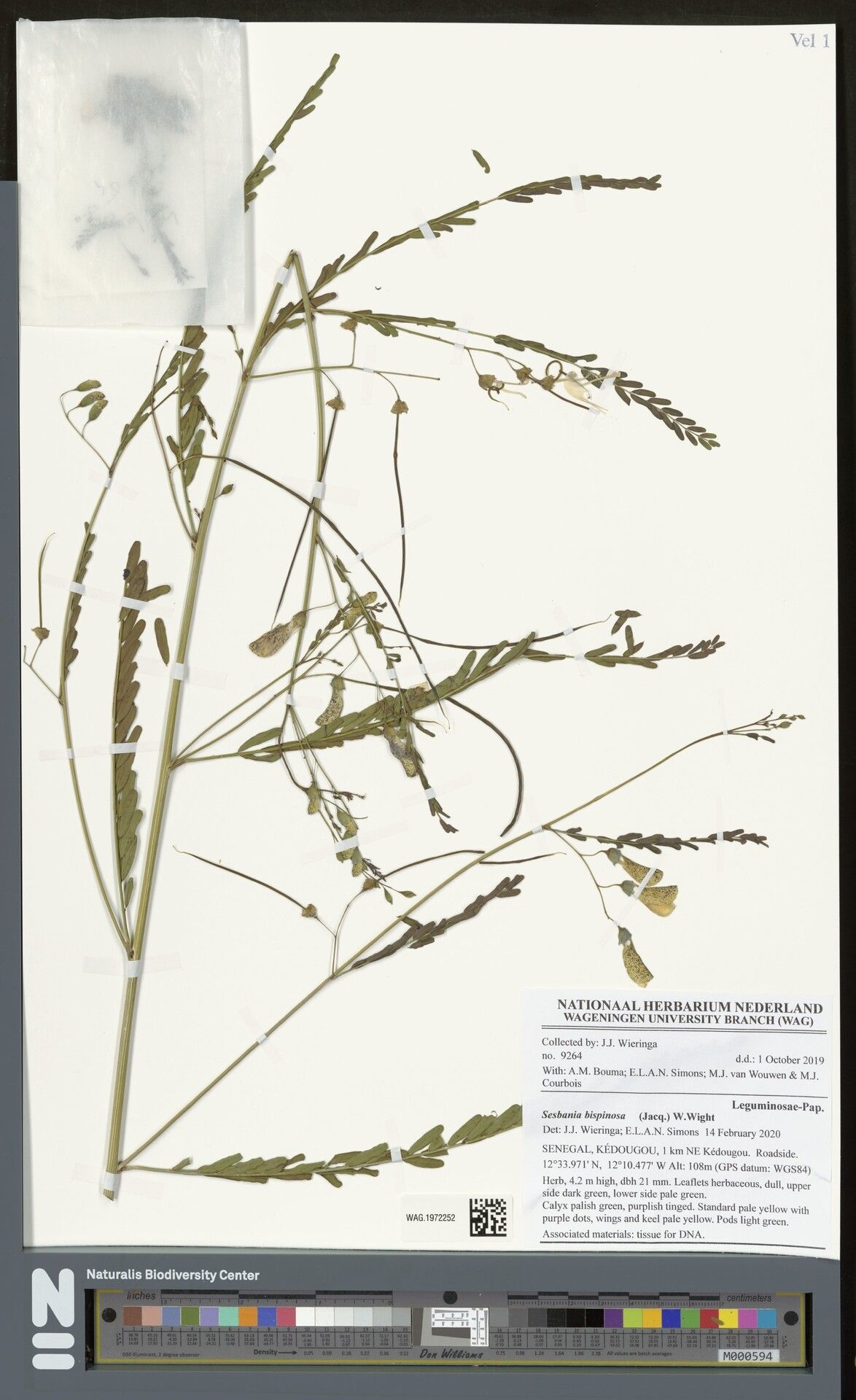 Sesbania sudanica — search result for 'Sesbania'