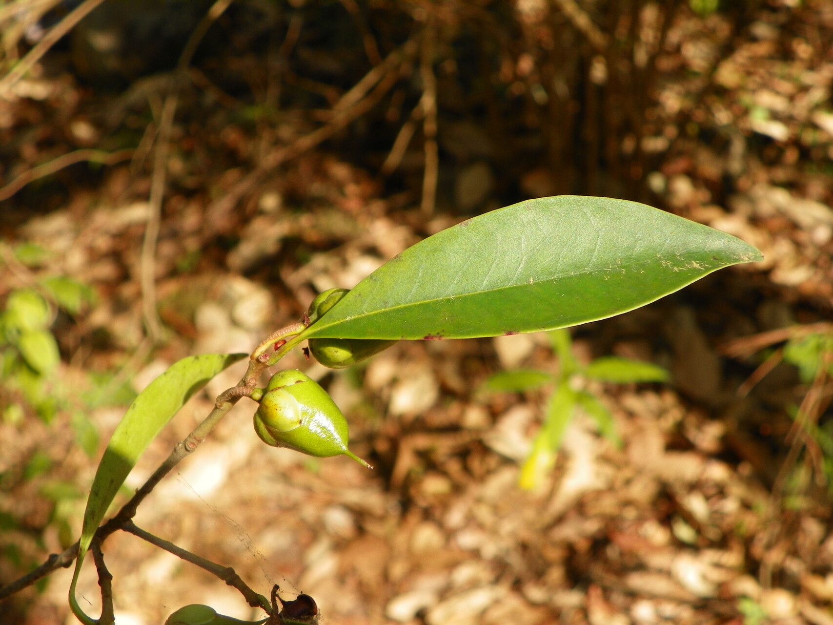 Ternstroemia sylvatica — houseplant care guide
