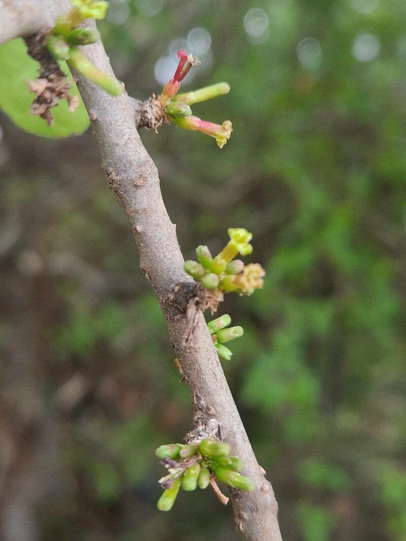 Commiphora madagascariensis flower