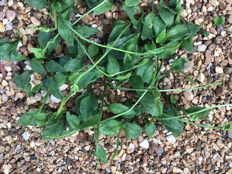 Ophioglossum lusitanicum — houseplant care guide