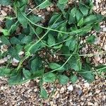 Ophioglossum lusitanicum