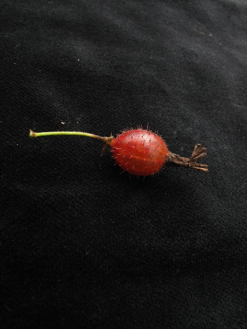 Ribes alpestre fruit