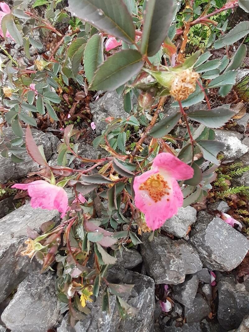 Rosa ferruginea flower