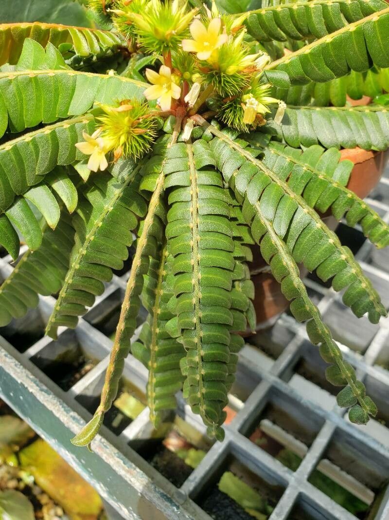 Biophytum zenkeri — search result for 'Biophytum'