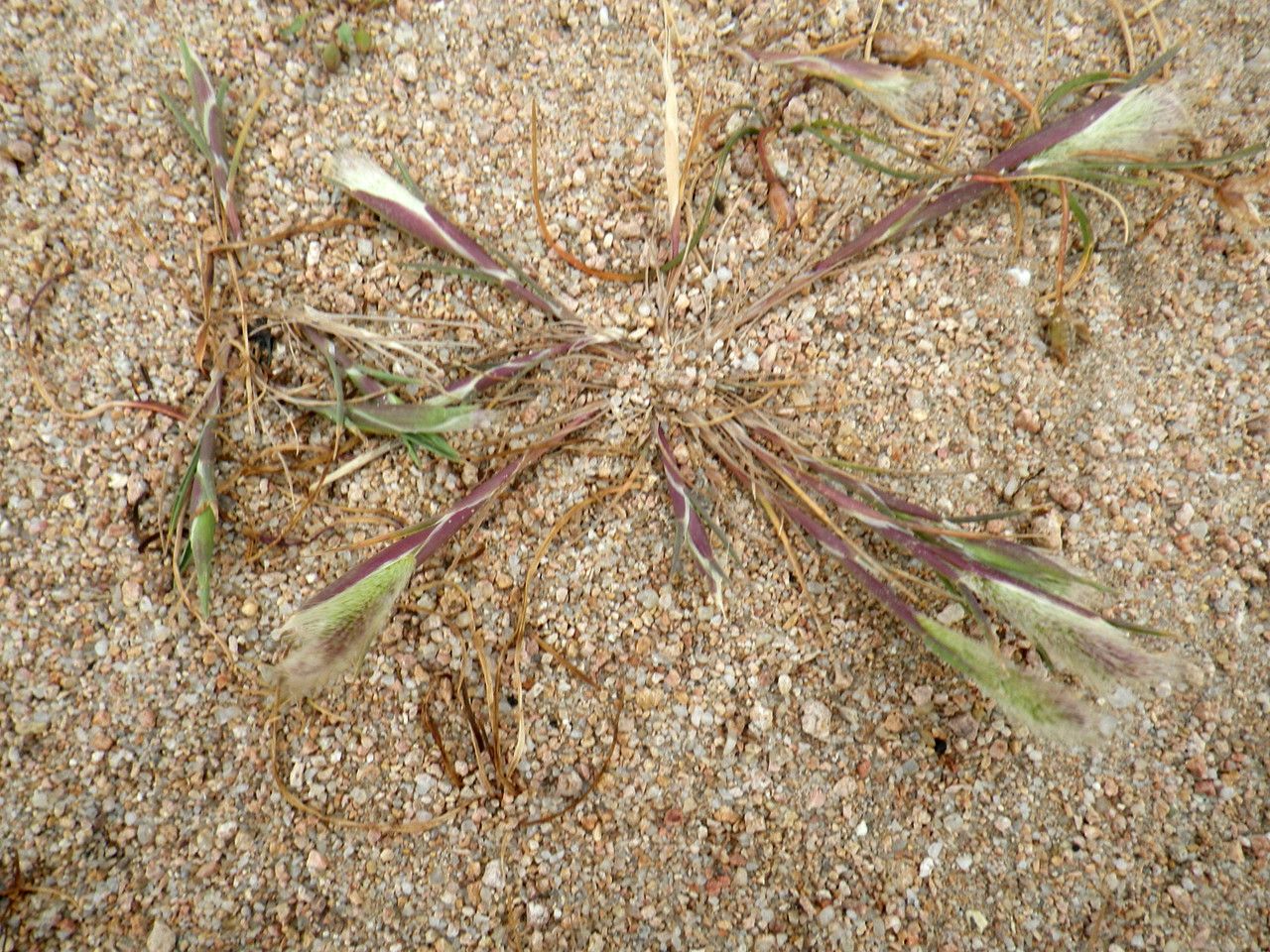 Polypogon subspathaceus habit