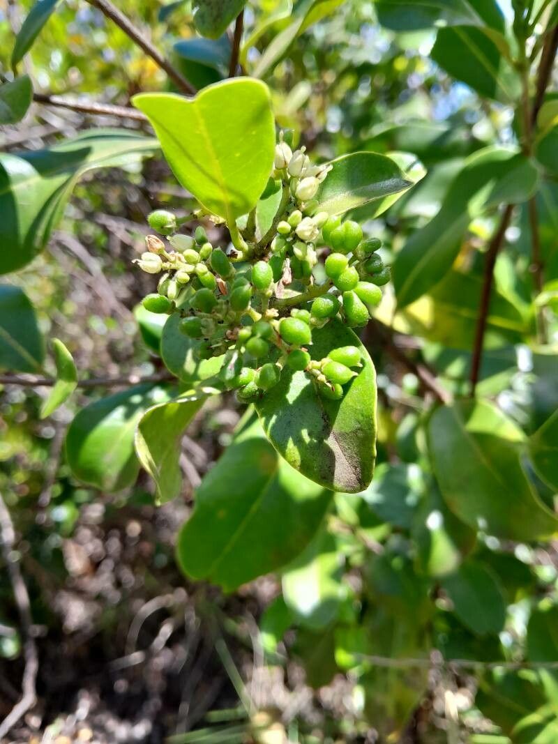 Melicope madagascariensis fruit