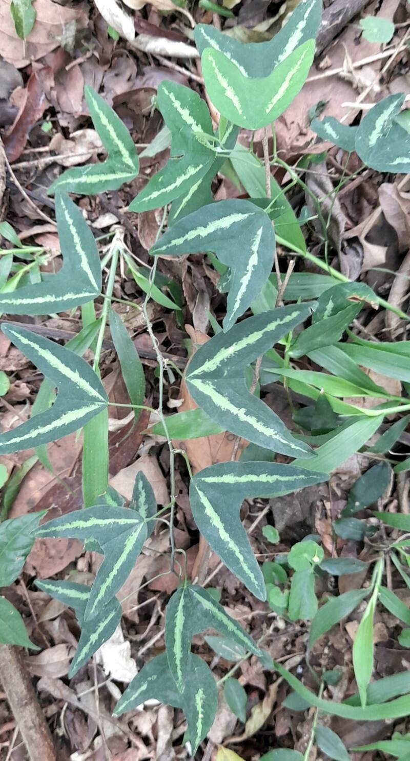 Passiflora tricuspis habit