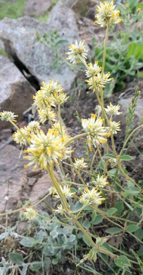 Gomphrena perennis habit