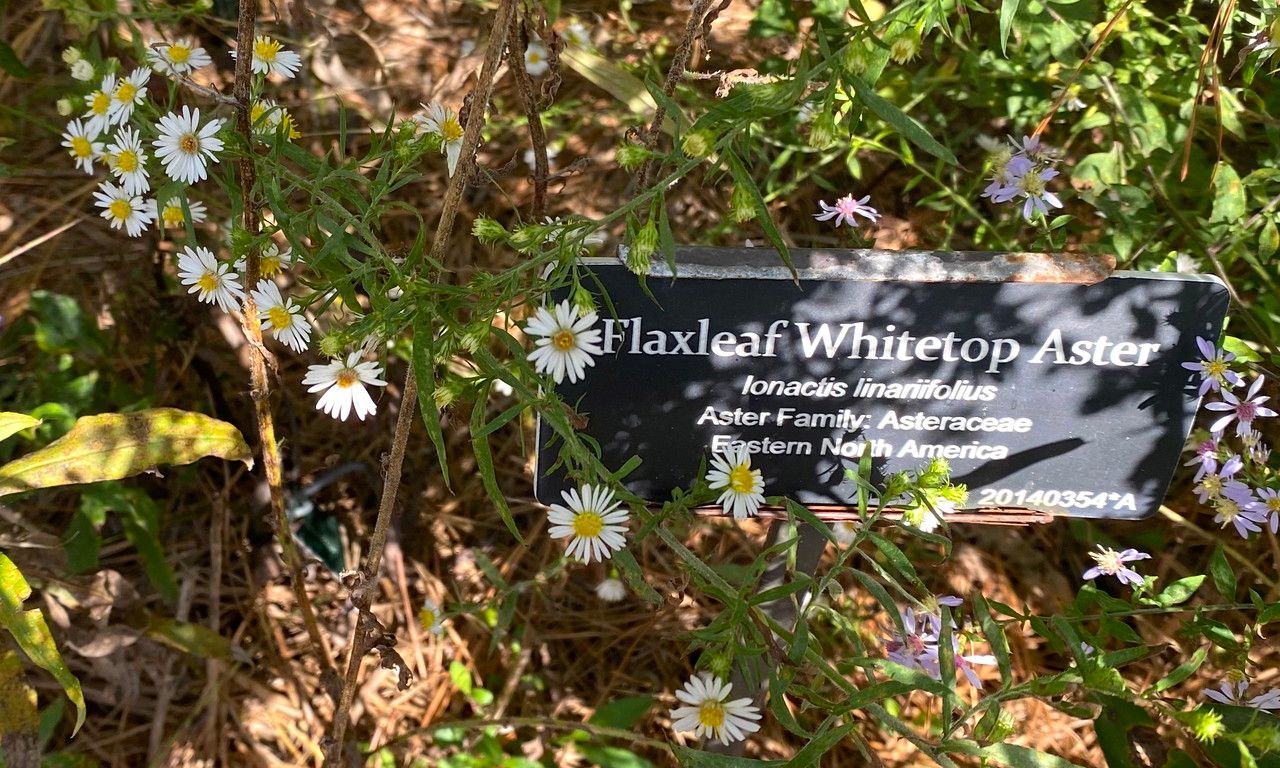 Ionactis linariifolius flower