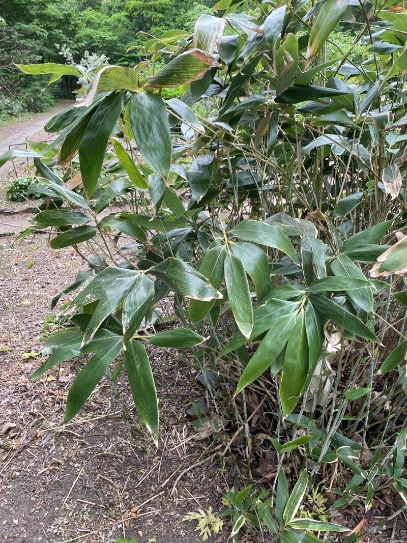 Sasa kurilensis habit
