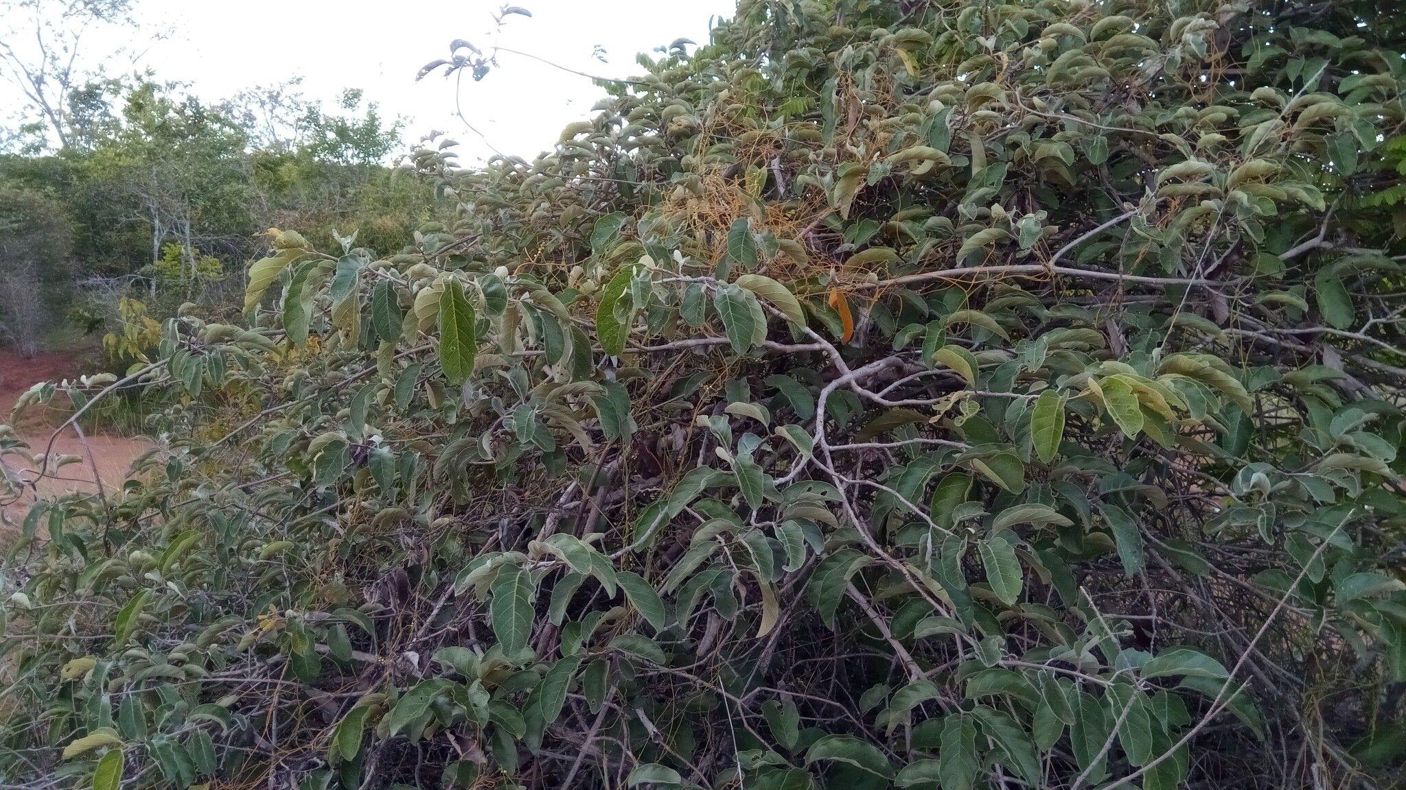 Combretum octagonum habit