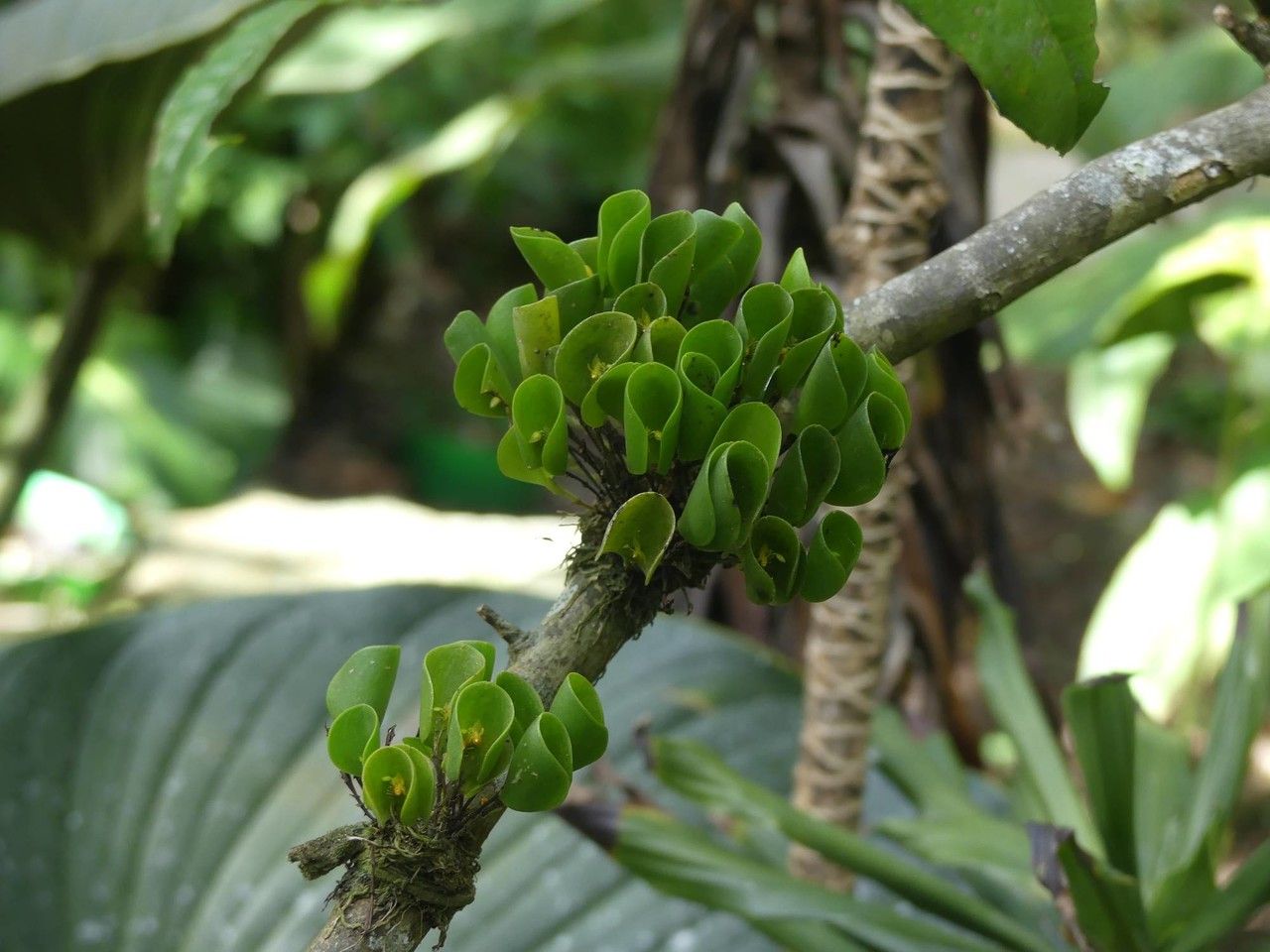 Lepanthes helleri habit